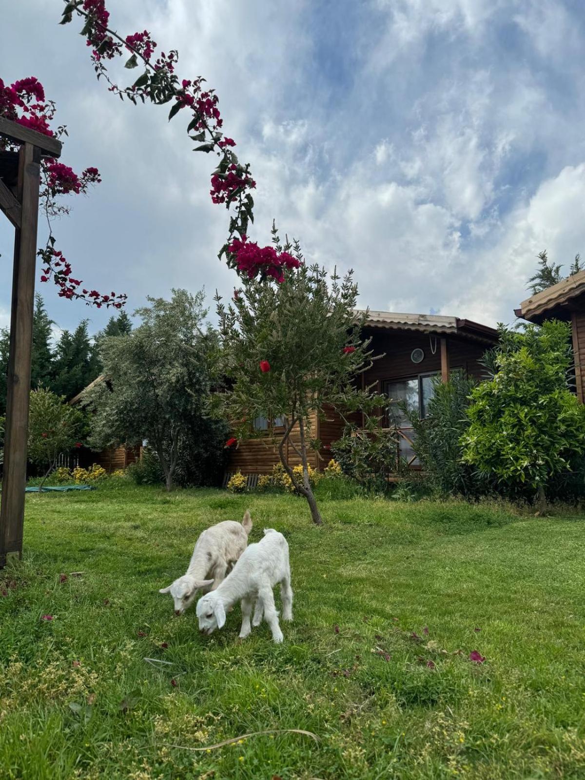 Em-Ba Butik Bungalov Demre Exteriér fotografie
